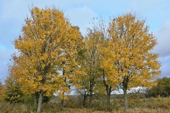 d74531d5-c52f-450d-83cc-1d4d2d8d854d